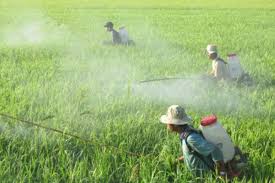 XỬ LÝ TỒN DƯ THUỐC BẢO VỆ THỰC VẬT – GIẢI PHÁP HIỆU QUẢ CHO NÔNG DÂN VÀ MÔI TRƯỜNG